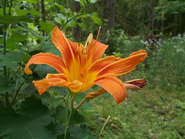 Wild lily in the woods