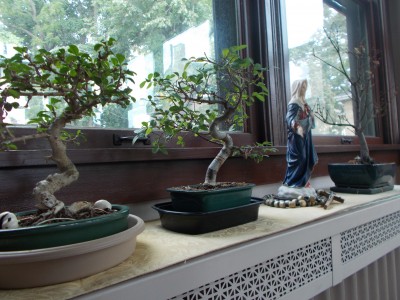 Fr Z's Bonsai