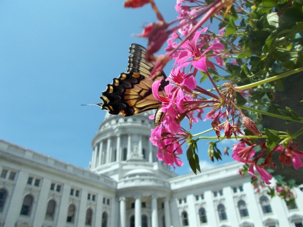 capitolbutterfly2