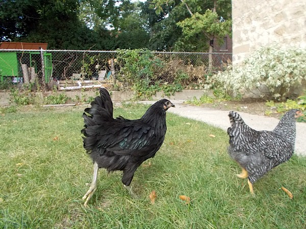 Ladies on the run. To the right, Holy Redeemer Church. In the background, their coop.