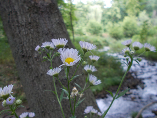 Little daisy flowers by the stream