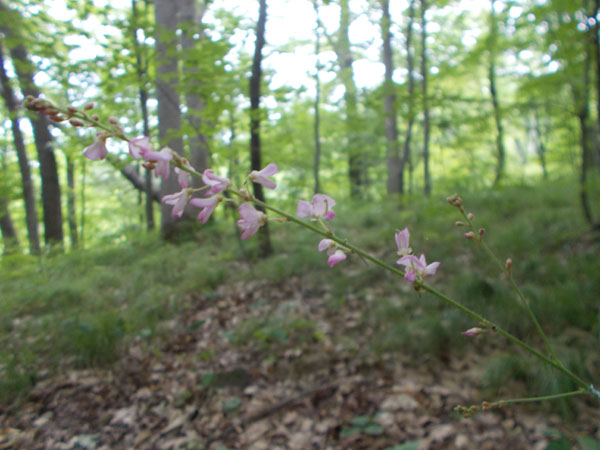Pink flowers in the woods at Durward's Glen