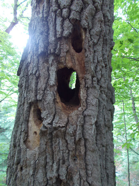 Hole through tree