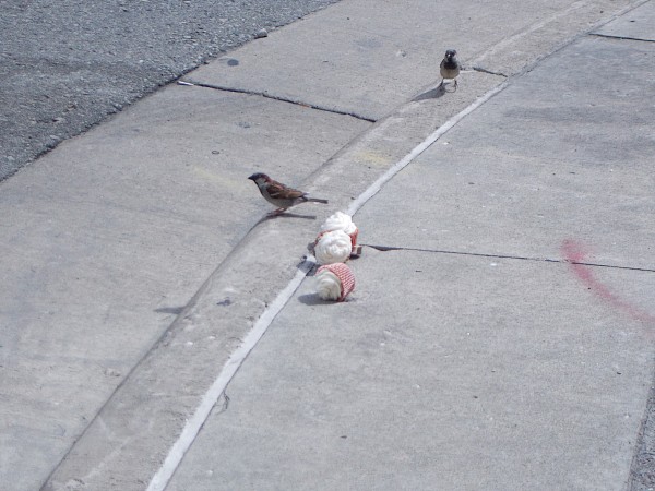 Happier than a bird with a french fry: a bird with 3 gourmet cupcakes. Why were there 3 gourmet cupcakes on the curb? I don't know.