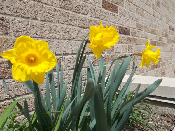 I don't know why but every time I walked by these daffodills outside St Patrick Church they begged me to take a picture of them, and even though the picture of them is not very sharp for some reason I still love it.